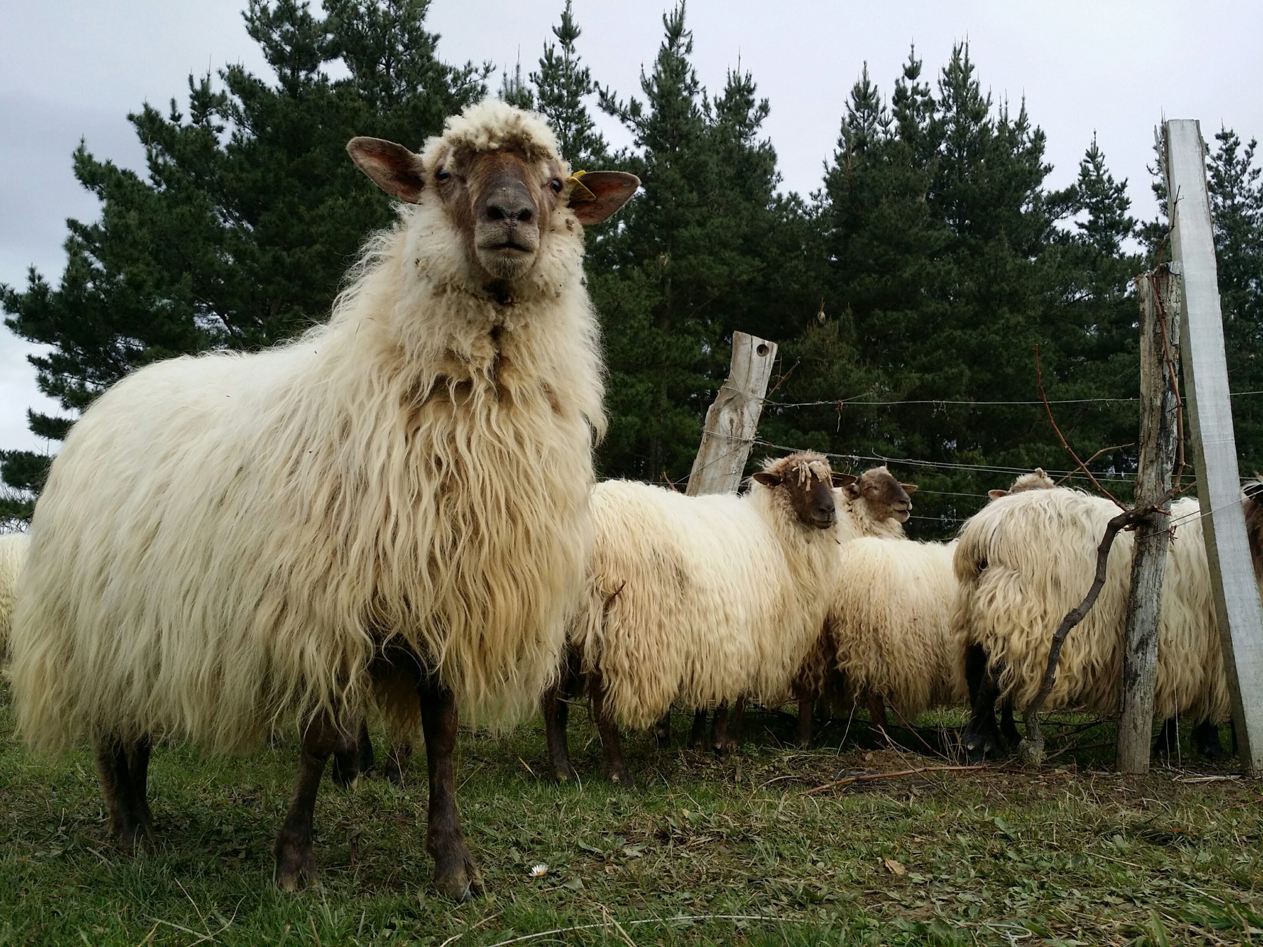 En el fin continúa el principio