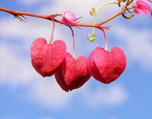 Salud, Dinero y Amor