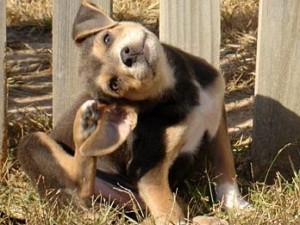 Fogonazos IX, A perro flaco... no todo son pulgas