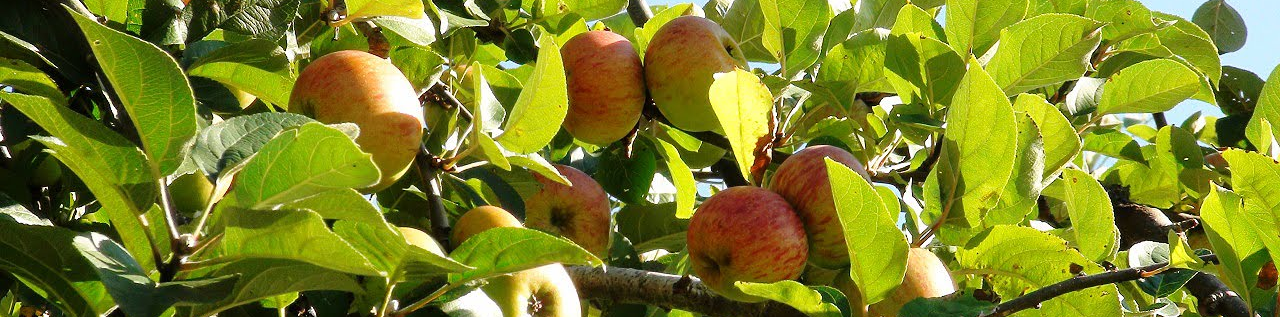 Sidra, Macro y Datos