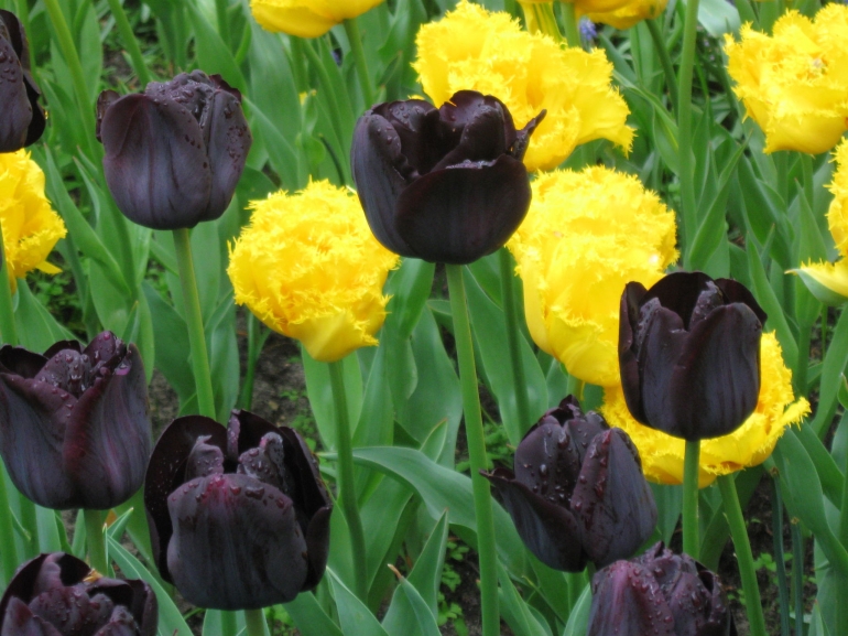 Tulipanes